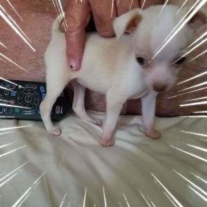 Meet your Posher, Dianne